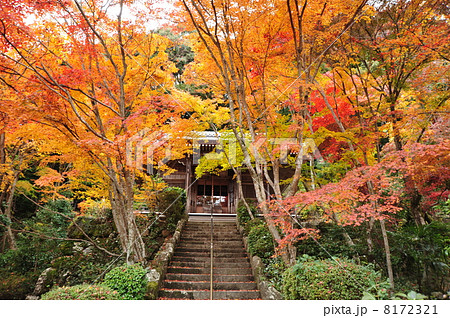 京都　勝持寺の紅葉 8172321
