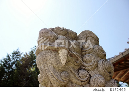 空を見上げる吽形の狛犬 8172466