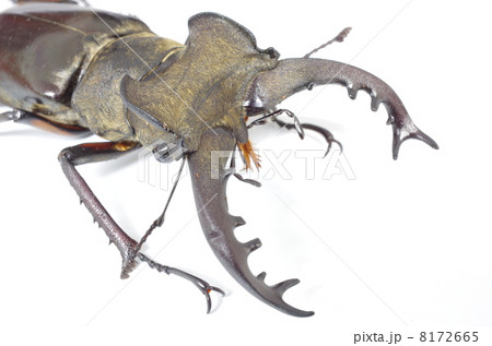 ミヤマクワガタ 8172665