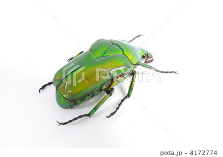 アオカナブン 8172774