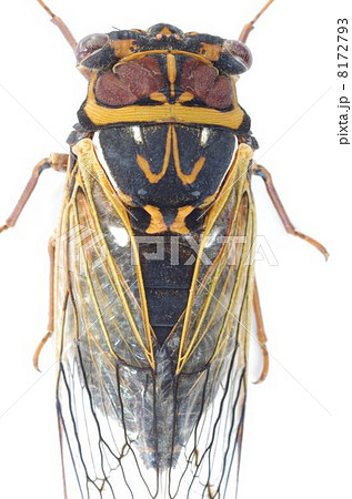 エゾゼミ（蝦夷蝉）の写真素材 [8172793] - PIXTA