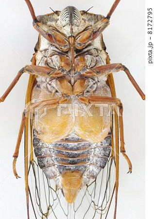 エゾゼミ(蝦夷蝉) エゾゼミ(蝦夷蝉) 8172795