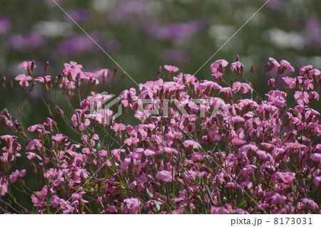 フクロナデシコ フクロナデシコ 8173031