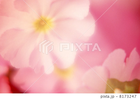 花のクローズアップ 花のクローズアップ 8173247