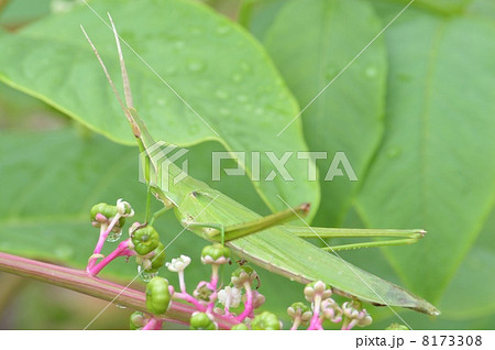 ショウリョウバッタ ショウリョウバッタ 8173308