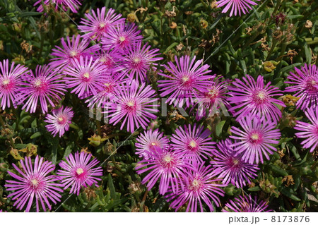 マツバギク マツバギク 8173876