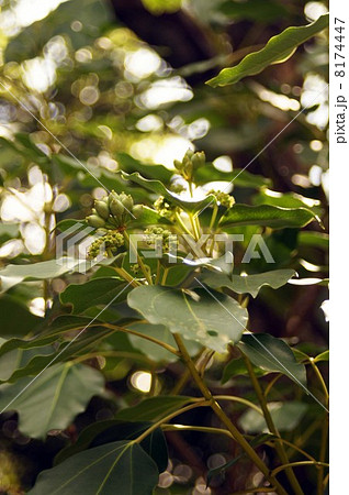 カクレミノ・花と果実 8174447