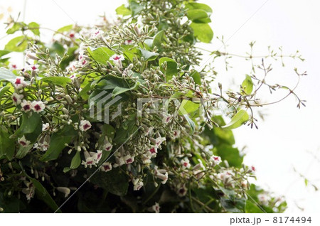 ヘクソカズラ・小さくてかわいい白い花 8174494