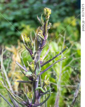 畑のケールを食い荒らす様々な害虫の写真素材