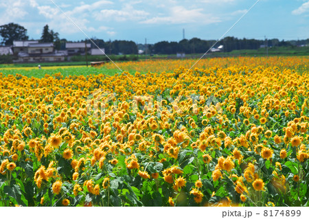 あけのひまわりフェスティバルの写真素材