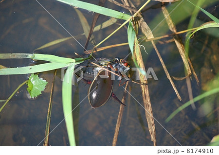セミを捕食したゲンゴロウ 8174910