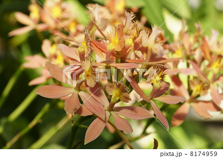 オンシジウム 8174959