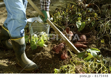 芋ほり 8175448