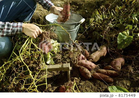 芋ほり 8175449