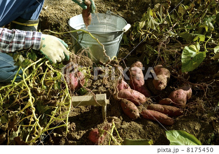 芋ほり 8175450