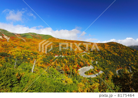 乗鞍エコーラインの紅葉 8175464