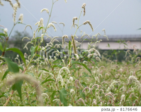 川原 8176646