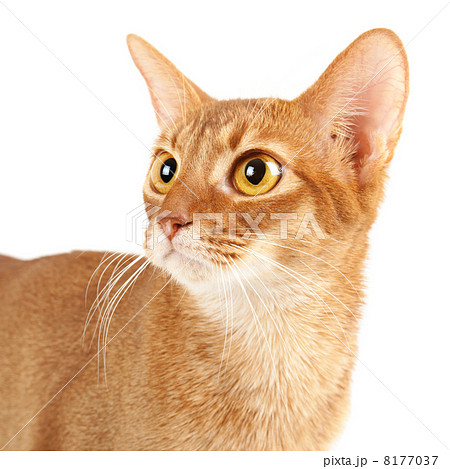 Abyssinian cat portrait 8177037