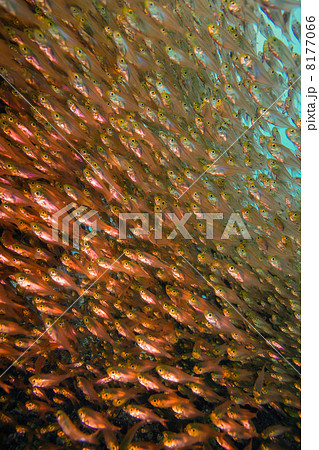 キンメモドキの群れ 8177066