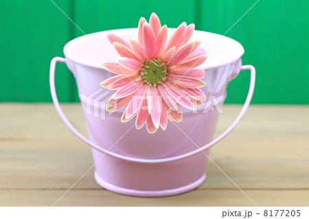 ピンクのバケツとガーベラ ピンクのバケツとガーベラ 8177205