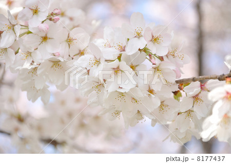 満開のソメイヨシノ 満開のソメイヨシノ 8177437