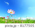 秋晴れのコスモス 8177505