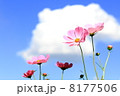 秋晴れのコスモス 8177506