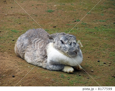 眠そうなうさぎ 牛久浄苑のふれあい動物公園の写真素材