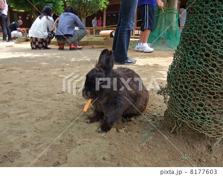 ニンジンを食べる黒ウサギ　牛久浄苑のふれあい動物公園 8177603