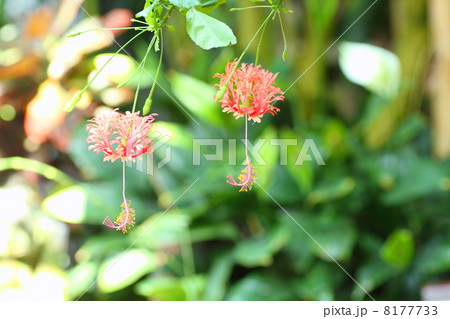 フウリンブッソウゲの花 8177733