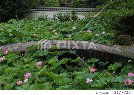 京都 南禅寺 放生池の蓮 京都 南禅寺 放生池の蓮 8177736