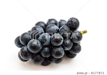 ブラックビート 8177871