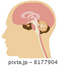 脳 8177904