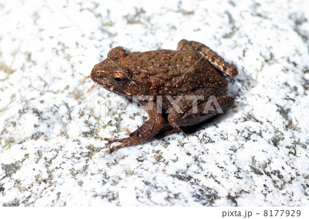 ツチガエル ツチガエル 8177929