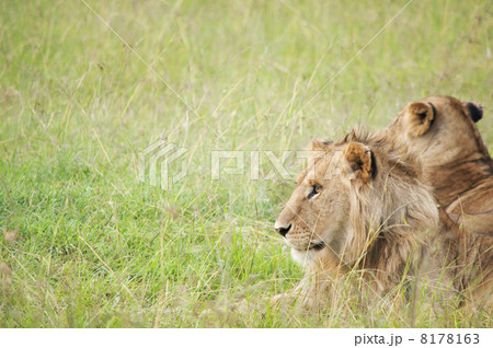 サバンナ　ライオン 8178163