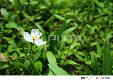 花と昆虫 8178200