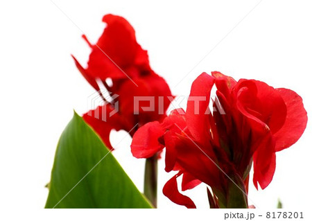 ハナカンナ 8178201