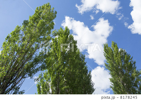 ポプラと青空 8178245