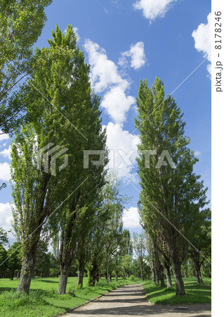 ポプラ並木 8178246