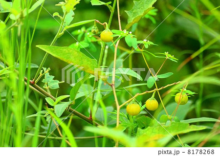 ワルナスビの実 ワルナスビの実 8178268