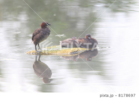 カイツブリの親子 カイツブリの親子 8178697