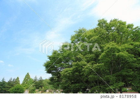 植物園風景 8178958