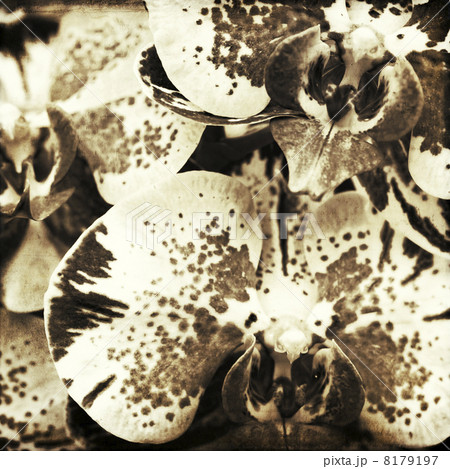 orchid 8179197