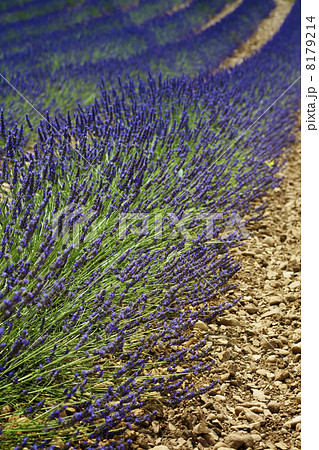 lavender field 8179214