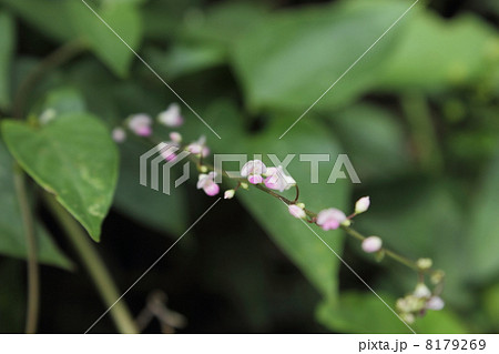 小さな花 8179269