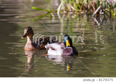 Duck swimming in the pond 8179375
