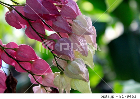 ゲンペイカズラのつぼみ ゲンペイカズラのつぼみ 8179463