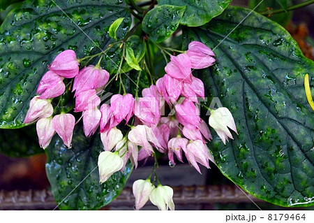 ゲンペイカズラのつぼみ ゲンペイカズラのつぼみ 8179464