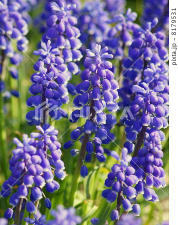 ムスカリ 紫 の群生 ムスカリアルメニアカムの写真素材