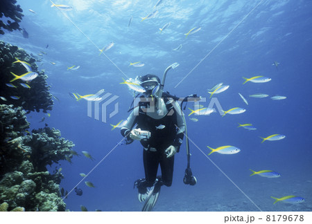 熱帯魚とダイバー 8179678